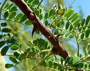 Lá và thân, gai cây keo Acacia greggii